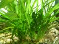 Akváriumi növények - Sagittaria pusilla pázsitos nyílfű
