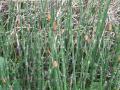 Tavi növények - Equisetum fluviatile  tavi zsurló