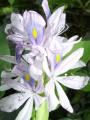 Eichhornia azurea Wasser hyazinthe