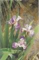 Iris versicolor Amerikanische Sumpfschwertlilie