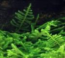 Akváriumi növények - Vesicularia montagnei   karácsonyfa moha