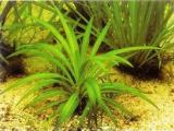 Akváriumi növények - Helanthium bolivianum