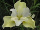 Tavi növények - Iris Butter & Sugar
