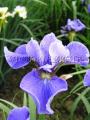 Tavi növények - Iris Big s Child