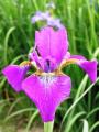 Tavi növények - Iris Ewen
