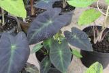 Colocasia esculenta  "Black Beauty"