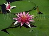 Nymphaea Perry´s Red Blaze