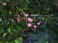 Tavirózsák - Nymphaea rubra longiflora