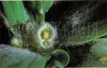Tavi növények - Pistia stratiotes kagylótutaj