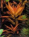 Akváriumi növények - Ammania gracilis nagy konyaknövény
