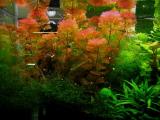 Akváriumi növények - Cabomba furcata  piros tündérhínár