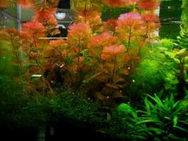 Akváriumi növények - Cabomba furcata  piros tündérhínár